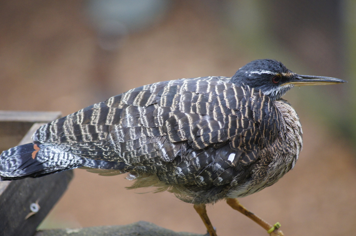 Sunbittern  Eurypyga helias,Geotagged,Summer,Sunbittern,United States