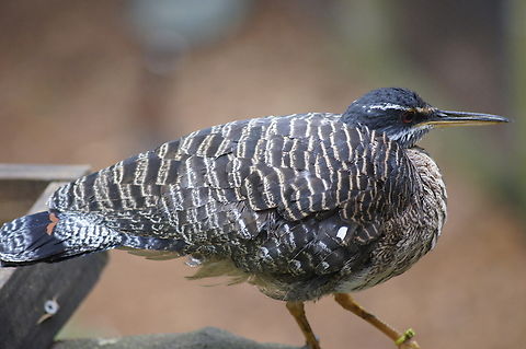 Sunbittern  Eurypyga helias,Geotagged,Summer,Sunbittern,United States
