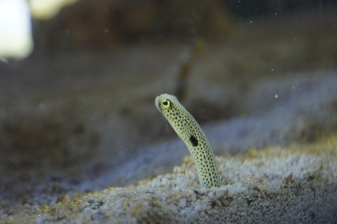 Spotted Garden Eel  Geotagged,Heteroconger hassi,Spotted garden eel,Summer,United States