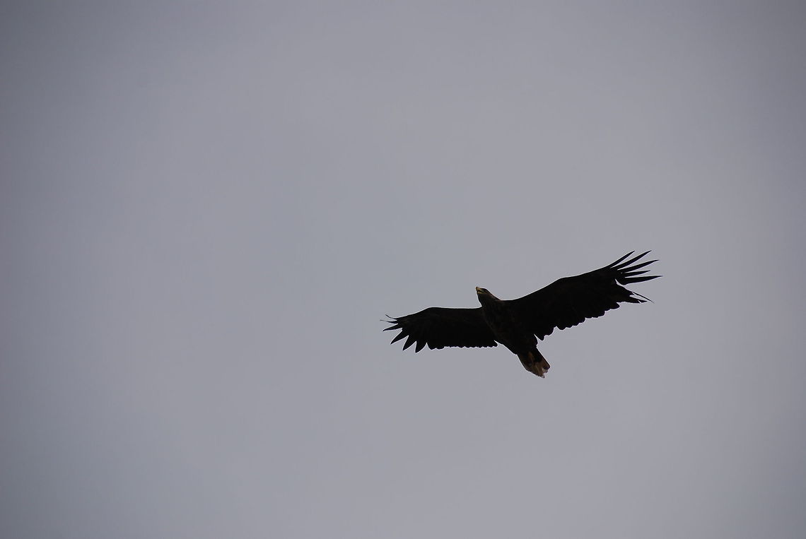 Haliaeetus albicilla A flying white-tailed eagle, called havs&ouml;rn in swedish. Falconiformes,Haliaeetus albicilla,White,White-tailed Eagle,birds,eagle