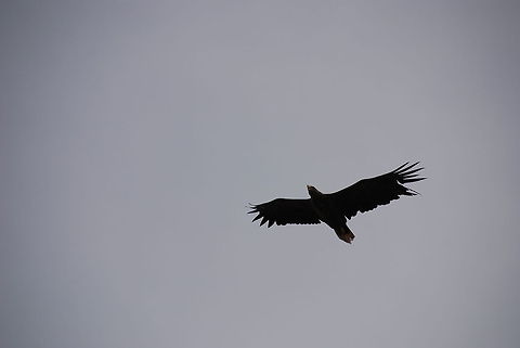 Haliaeetus albicilla A flying white-tailed eagle, called havs&ouml;rn in swedish. Falconiformes,Haliaeetus albicilla,White,White-tailed Eagle,birds,eagle