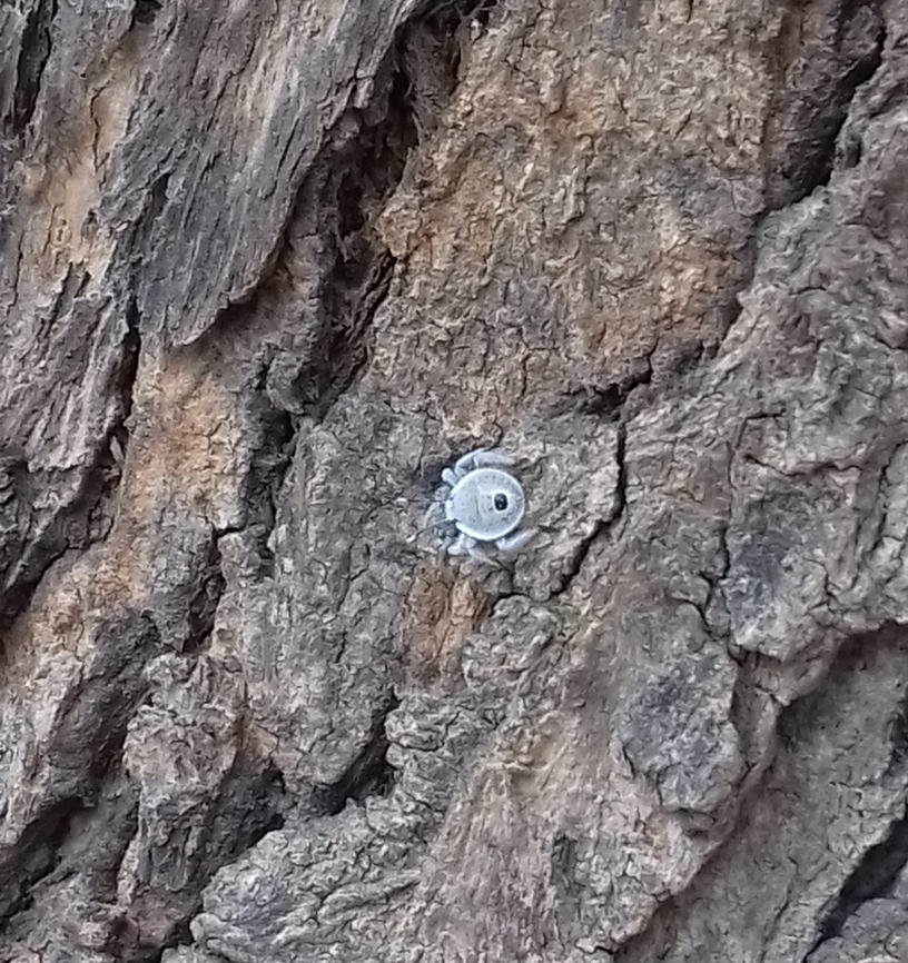 Stink bug It is a stink bug(erthesina acuminata). <br />
Location - Jaipur(Rajasthan) #bug,Erthesina acuminata,India,stink bug