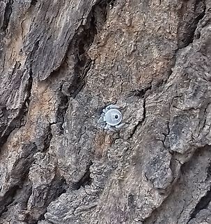 Stink bug It is a stink bug(erthesina acuminata). 
Location - Jaipur(Rajasthan) #bug,Erthesina acuminata,India,stink bug