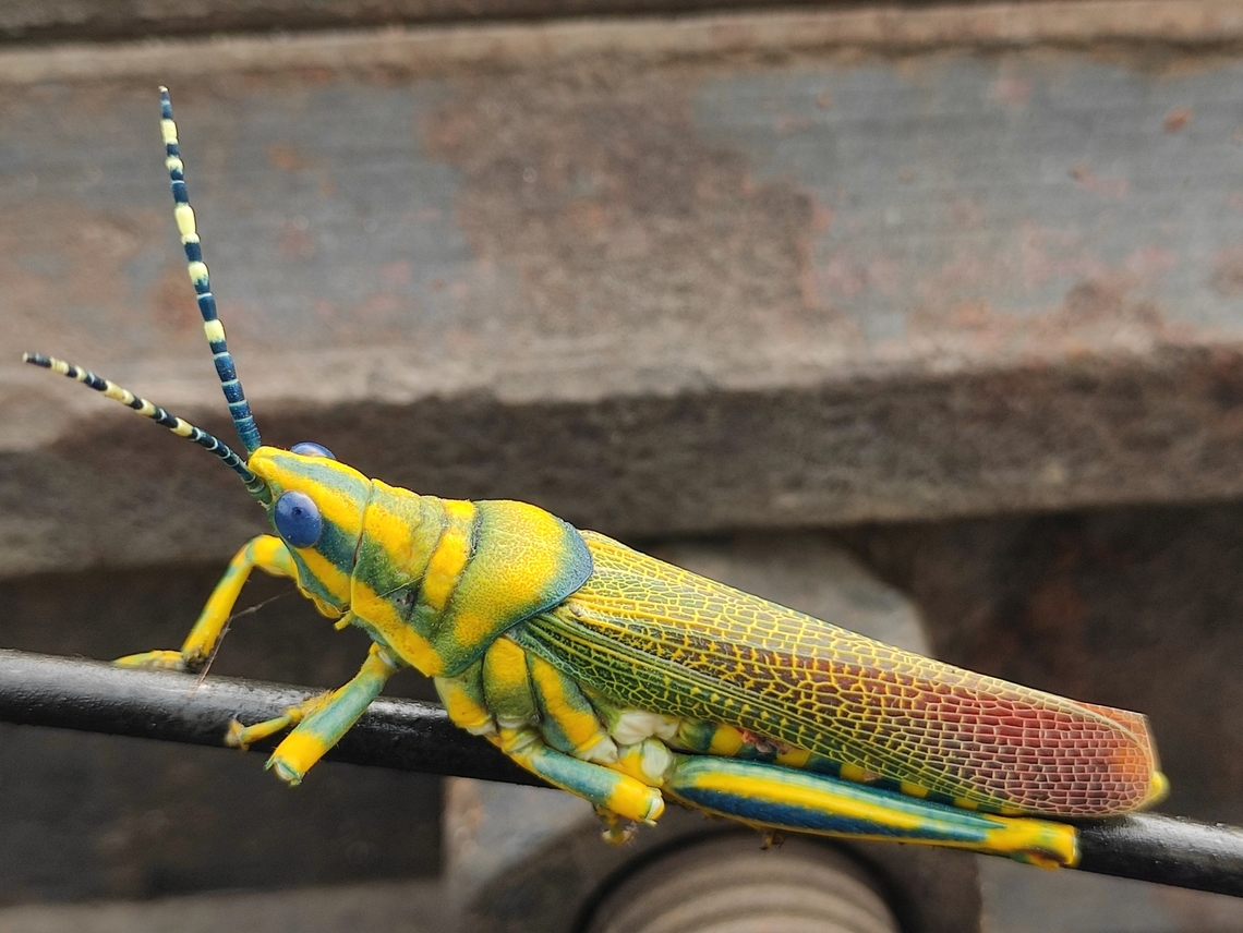 Yellow blue lining Grasshopper  Grasshopper,India,Painted Grasshopper,Rajasthan,Summer