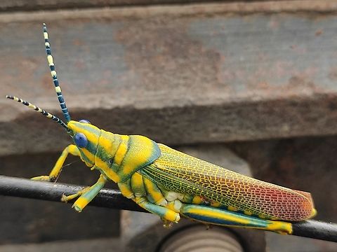 Yellow blue lining Grasshopper  Grasshopper,India,Painted Grasshopper,Rajasthan,Summer
