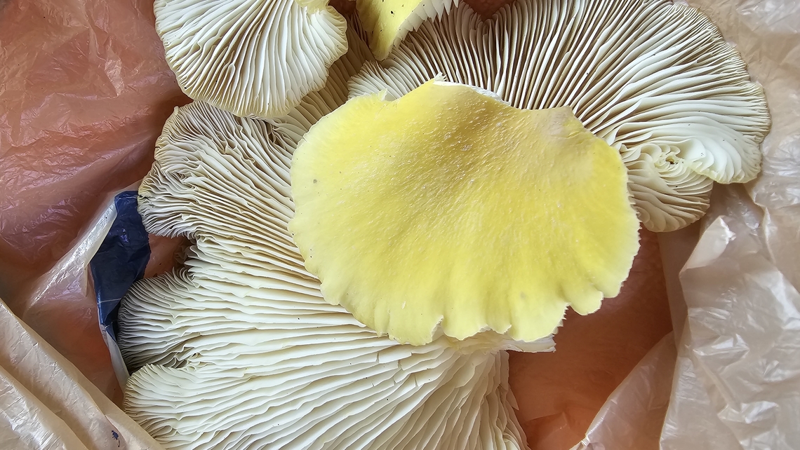 Oyster mushroom I am no expert but I believe this is an oyster. Found in Jackson Michigan mid May. Oyster mushroom