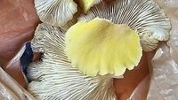 Oyster mushroom I am no expert but I believe this is an oyster. Found in Jackson Michigan mid May. Oyster mushroom
