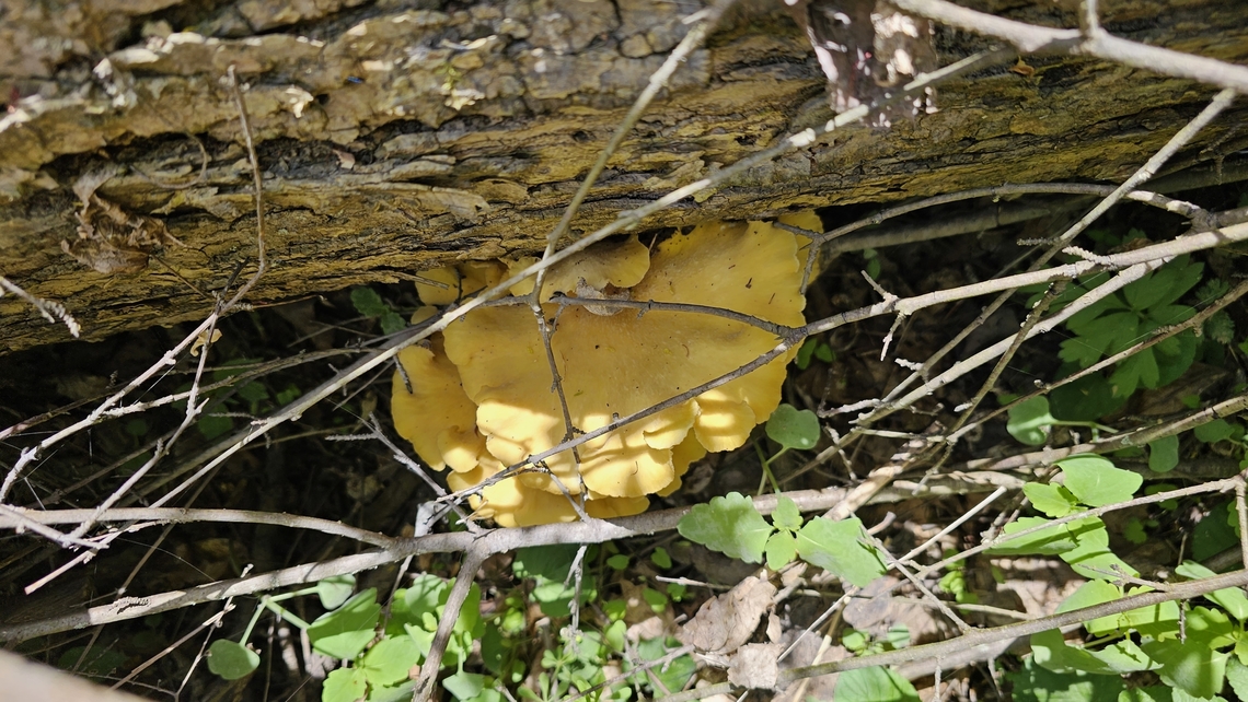 Oyster mushroom Found in Jackson, Michigan. Not sure what species of Oyster this is? It left a pale lilac spore print. Golden oyster mushroom,Oyster mushroom,Pleurotus citrinopileatus
