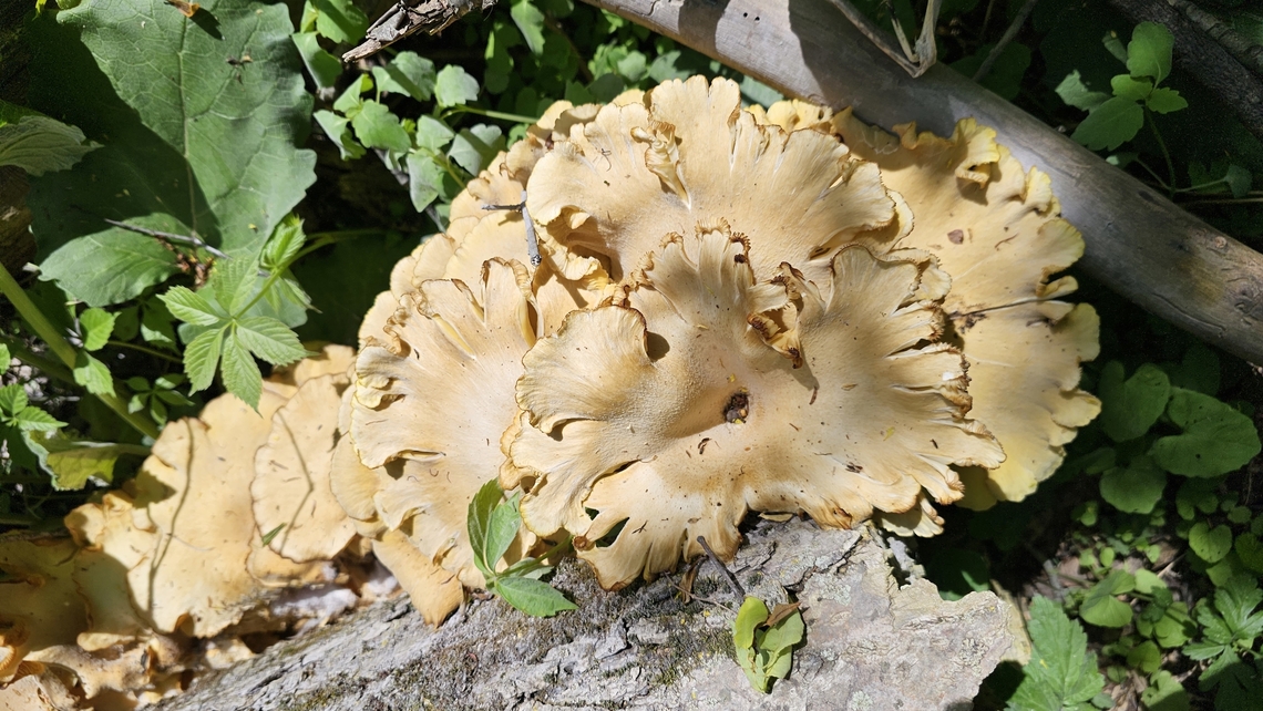 Mature Oyster mushroom Same log multiple large growths, I am thinking Oyster of some sort. Found in Jackson Michigan mid May. Geotagged,Oyster mushroom,Spring,United States