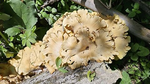 Mature Oyster mushroom Same log multiple large growths, I am thinking Oyster of some sort. Found in Jackson Michigan mid May. Geotagged,Oyster mushroom,Spring,United States