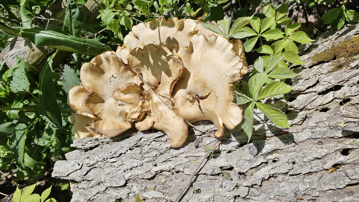 Large Oyster Found this log in Jackson, Michigan that had multiple mushrooms growing from it. The older ones were more tan, and younger ones in more shade were yellow.  Oyster mushroom,Pleurotus ostreatus