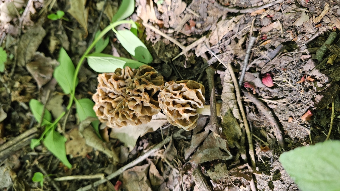 Blonde young morel mushrooms Found these in Jackson Michigan around Mother&#039;s day.  Geotagged,Morchella americana,Morel mushroom,Spring,United States,White Morel