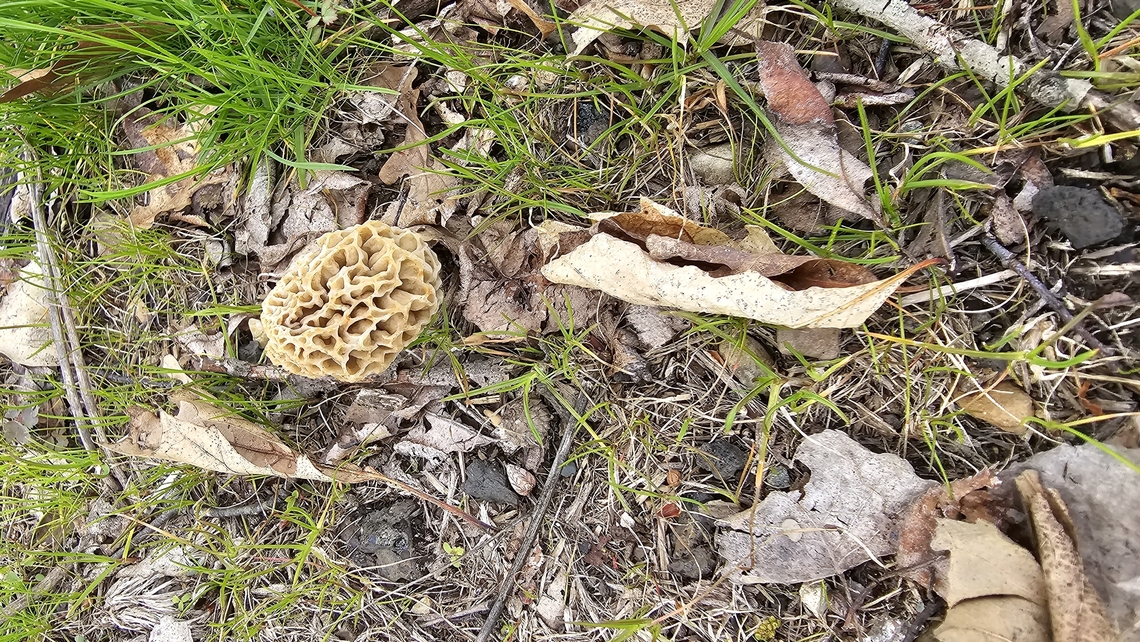 Blonde morel Blonde morel found first week of May in Jackson Michigan  Geotagged,Morchella americana,Spring,United States,White Morel