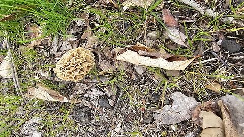 Blonde morel Blonde morel found first week of May in Jackson Michigan  Geotagged,Morchella americana,Spring,United States,White Morel