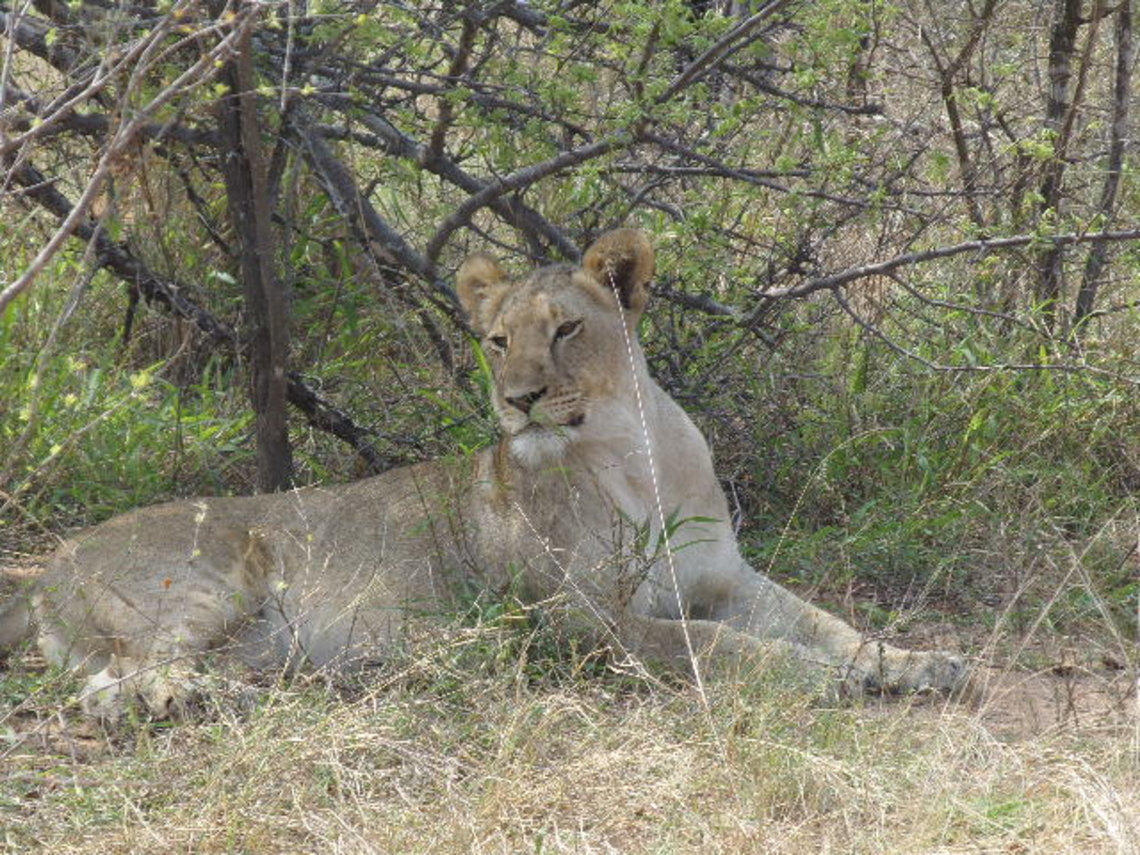 African Lioness An adult lioness I saw during my internship in South Africa - the pride on the reserve had 1 male, 2 adult females, 3 sub-adult females.  Geotagged,Lion,Panthera leo,South Africa,Spring