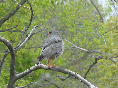 Dark Chanting Goshawk An adult Dark Chanting Goshawk seen during an evening game drive during my internship. Dark chanting goshawk,Geotagged,Melierax metabates,South Africa,Spring