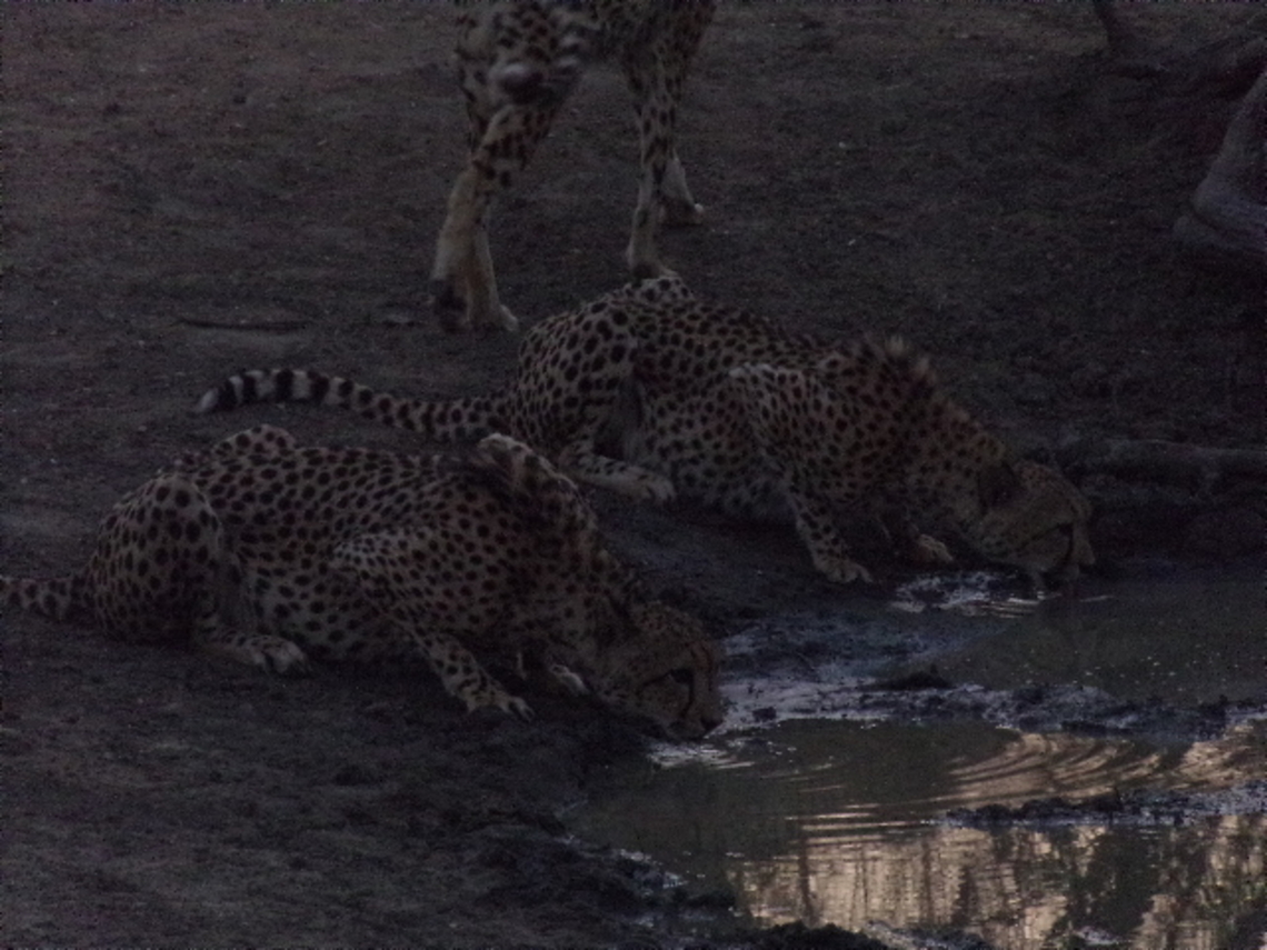Cheetah Coalition Two of the three Cheetah Boys , drinking water during sunrise.  Acinonyx jubatus,Cheetah,Geotagged,South Africa,Spring,cheetahs,south africa