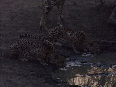 Cheetah Coalition Two of the three Cheetah Boys , drinking water during sunrise.  Acinonyx jubatus,Cheetah,Geotagged,South Africa,Spring,cheetahs,south africa