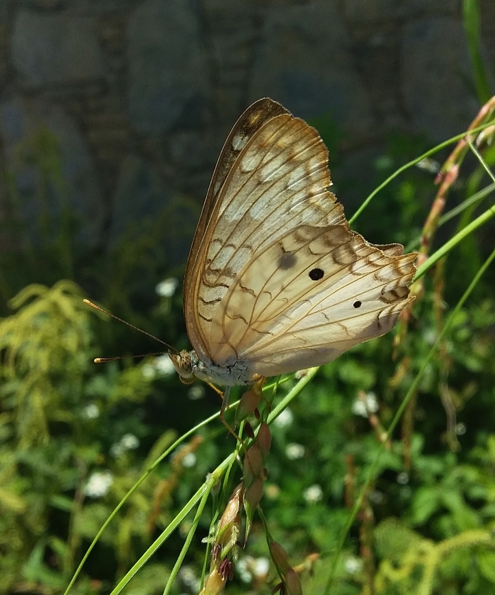 Anartia jatrophae  Anartia jatrophae,Geotagged,Summer,Venezuela,White Peacock
