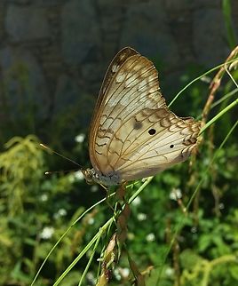 Anartia jatrophae  Anartia jatrophae,Geotagged,Summer,Venezuela,White Peacock