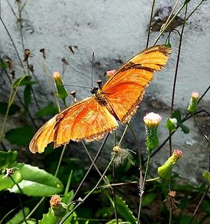 Dryas julia  Dryas iulia,Geotagged,Julia Butterfly,Spring,Venezuela