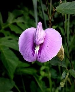 Spurred Butterfly Pea