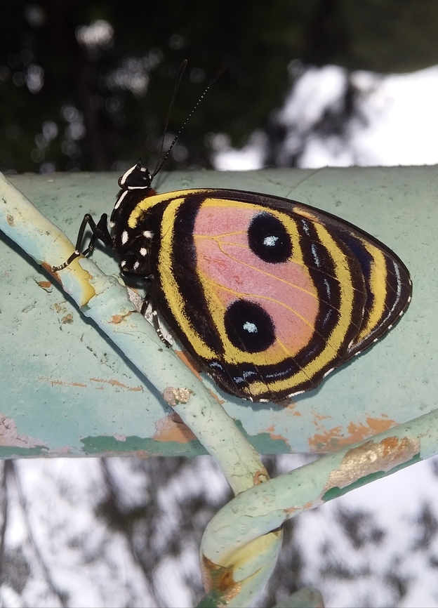 Callicore pitheas  Callicore pitheas,Geotagged,Summer,Venezuela