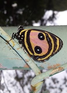 Callicore pitheas  Callicore pitheas,Geotagged,Summer,Venezuela