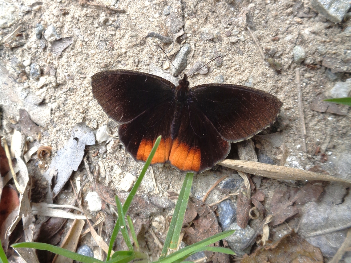 Pedaliodes plotina (Nymphalidae)  Geotagged,Pedaliodes plotina,Venezuela,Winter