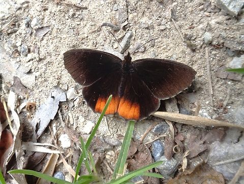Pedaliodes plotina (Nymphalidae)  Geotagged,Pedaliodes plotina,Venezuela,Winter