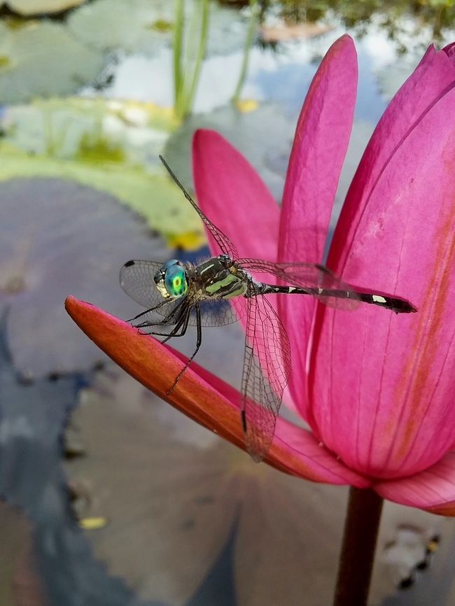 Micrathyria ocellata  Geotagged,Micrathyria ocellata,Square-spotted Dasher,Summer,Venezuela
