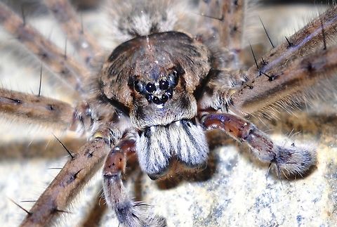 Trechalea sp.  Geotagged,Summer,Trechalea bucculenta,Trechalea extensa,Venezuela