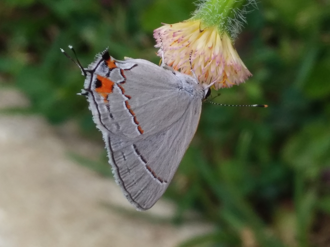 Strymon melinus  Geotagged,Gray Hairstreak,Spring,Strymon melinus,Venezuela