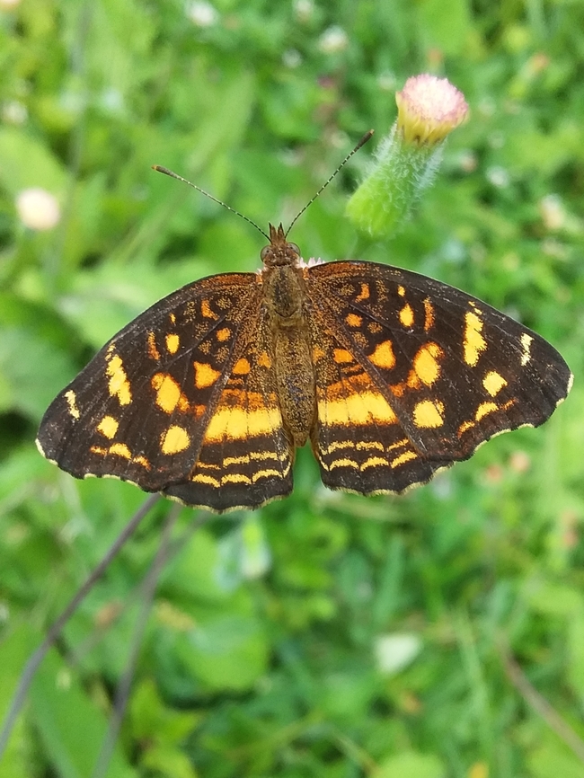 Anthanassa drusilla (Nymphalidae)  Anthanassa drusilla,Geotagged,Summer,Venezuela