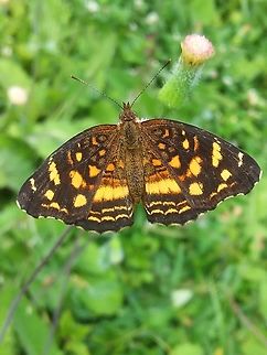 Anthanassa drusilla (Nymphalidae)  Anthanassa drusilla,Geotagged,Summer,Venezuela