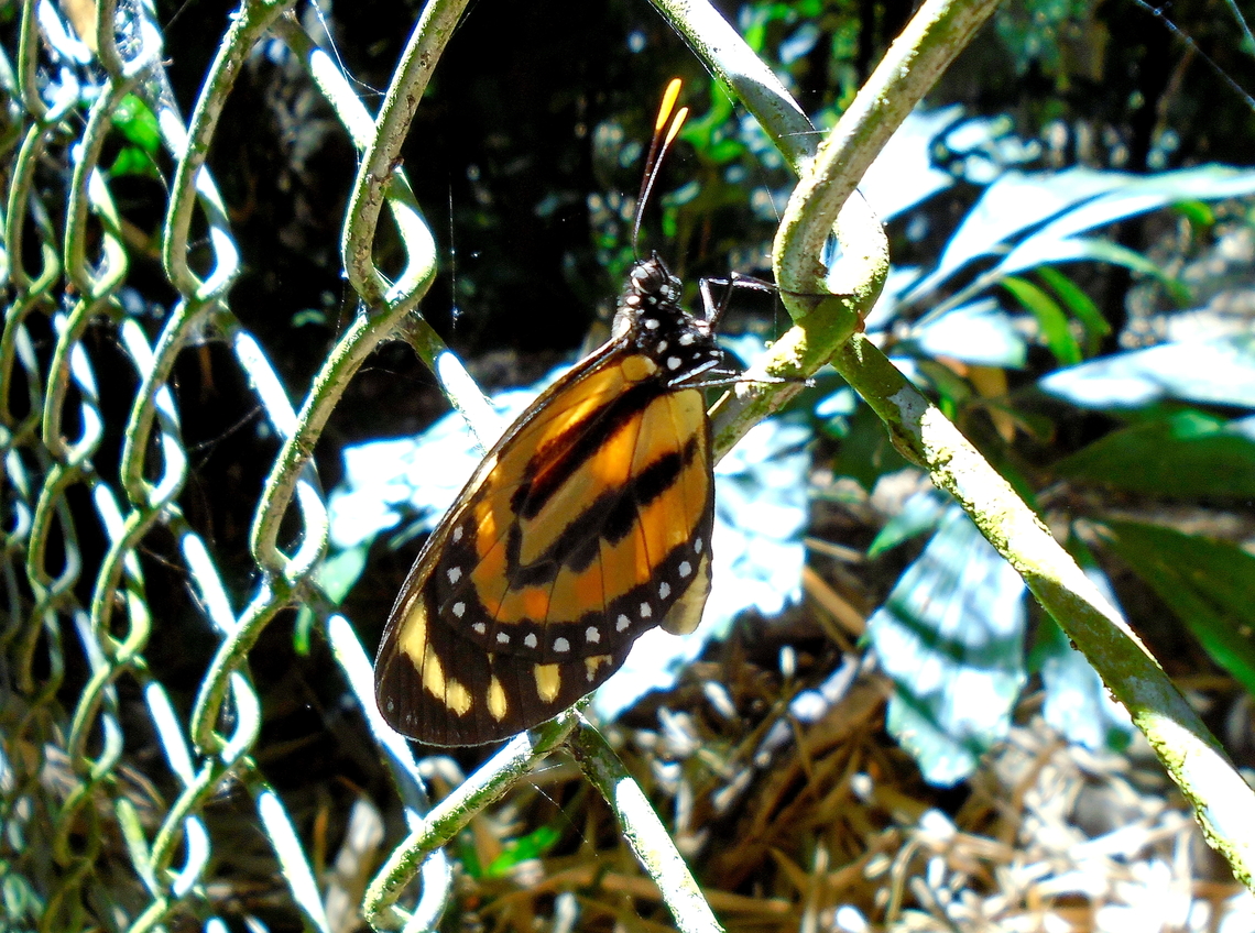 Lycorea halia  Clearwing-mimic Queen,Geotagged,Lycorea halia,Lycorea ilione,Tropical Milkweed Butterfly,Venezuela,Winter