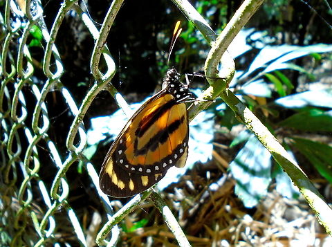 Lycorea halia  Clearwing-mimic Queen,Geotagged,Lycorea halia,Lycorea ilione,Tropical Milkweed Butterfly,Venezuela,Winter