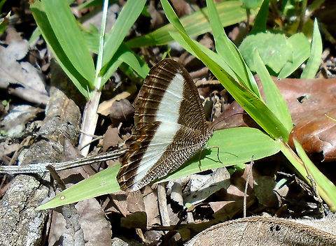 Oressinoma typhla  Common Oressinoma,Geotagged,Oressinoma typhla,Spring,Venezuela