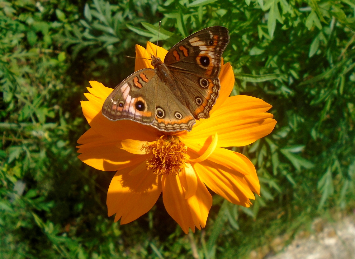 Junonia sp. (Nymphalidae)  Chocolate pansy,Fall,Geotagged,Junonia iphita,Venezuela