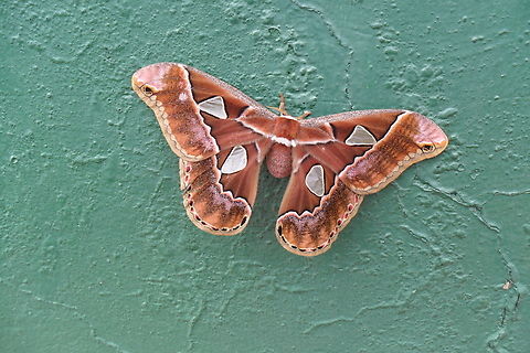 Rotschildia orizaba  Geotagged,Rothschildia orizaba,Rotschildia orizaba,Venezuela,Winter