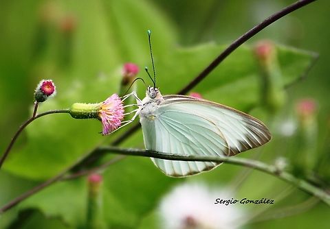 Ascia monuste Butterflies of this species were involved in a spectacular and massive migration in northern Venezuela in 2020, in numbers that had not been seen in previous migrations since 2010. One of them is seen here recharging energy from flowers of Emilia sonchifolia (Asteraceae). Ascia monuste,Geotagged,Great Southern White,Summer,Venezuela