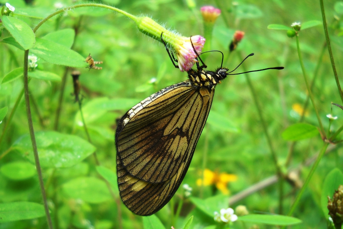 Actinote anteas  Actinote anteas,Fall,Geotagged,Venezuela