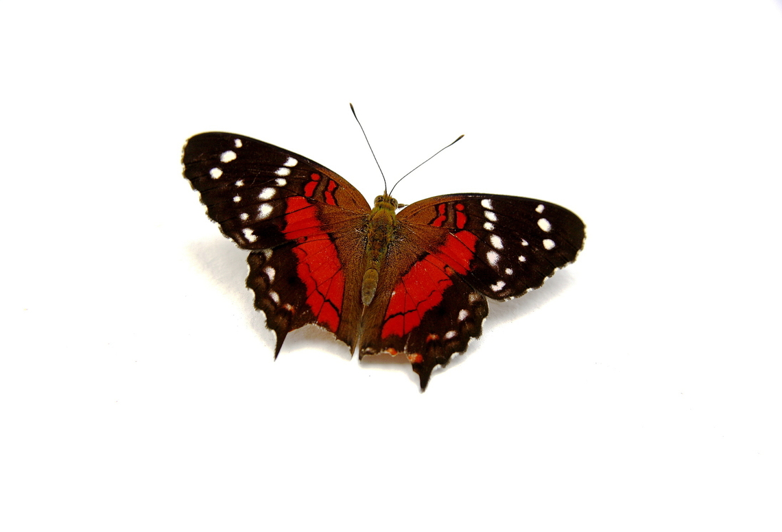 Anartia amathea  Anartia amathea,Geotagged,Red Peacock,Summer,Venezuela