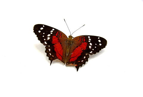 Anartia amathea  Anartia amathea,Geotagged,Red Peacock,Summer,Venezuela