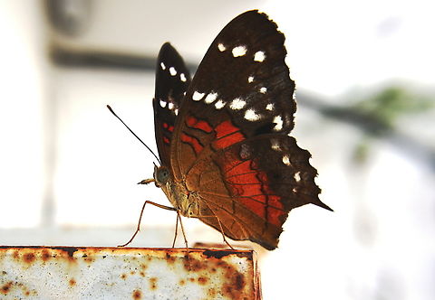 Anartia amathea  Anartia amathea,Geotagged,Red Peacock,Summer,Venezuela