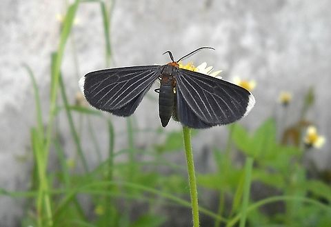 Melanchroia chepise  Fall,Geotagged,Melanchroia chephise,Venezuela