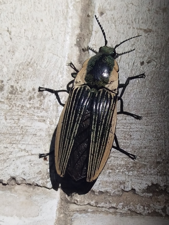 Chalcolepidius sp. (Elateridae) "Click Beetle". Probably Chalcolepidius limbatus. Present also in semivegetated urban areas. Chalcolepidius smaragdinus,Chalcolepidius viridipilis,Chalcolepidius zonatus,Geotagged,Spring,Venezuela