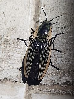 Chalcolepidius sp. (Elateridae) "Click Beetle". Probably Chalcolepidius limbatus. Present also in semivegetated urban areas. Chalcolepidius smaragdinus,Chalcolepidius viridipilis,Chalcolepidius zonatus,Geotagged,Spring,Venezuela