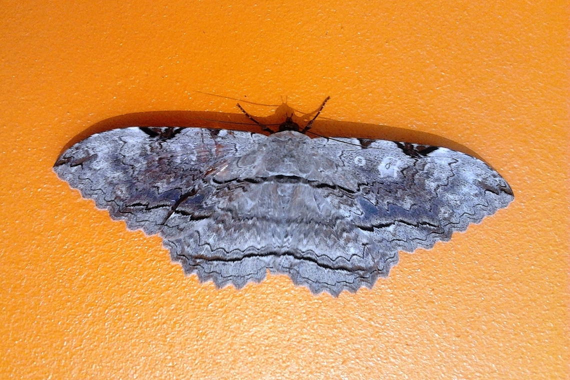 Thysania zenobia  Geotagged,Spring,Thysania zenobia,Thyzania zenobia,Venezuela