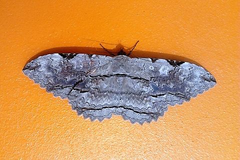 Thysania zenobia  Geotagged,Spring,Thysania zenobia,Thyzania zenobia,Venezuela